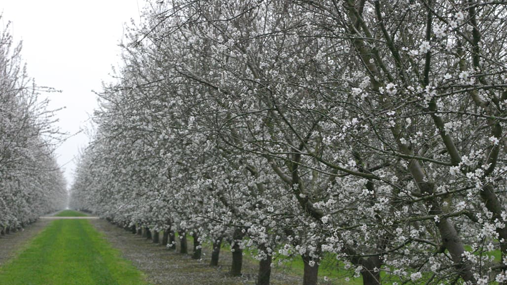 Almond Orchards Prevail in Battle with Phytophthora