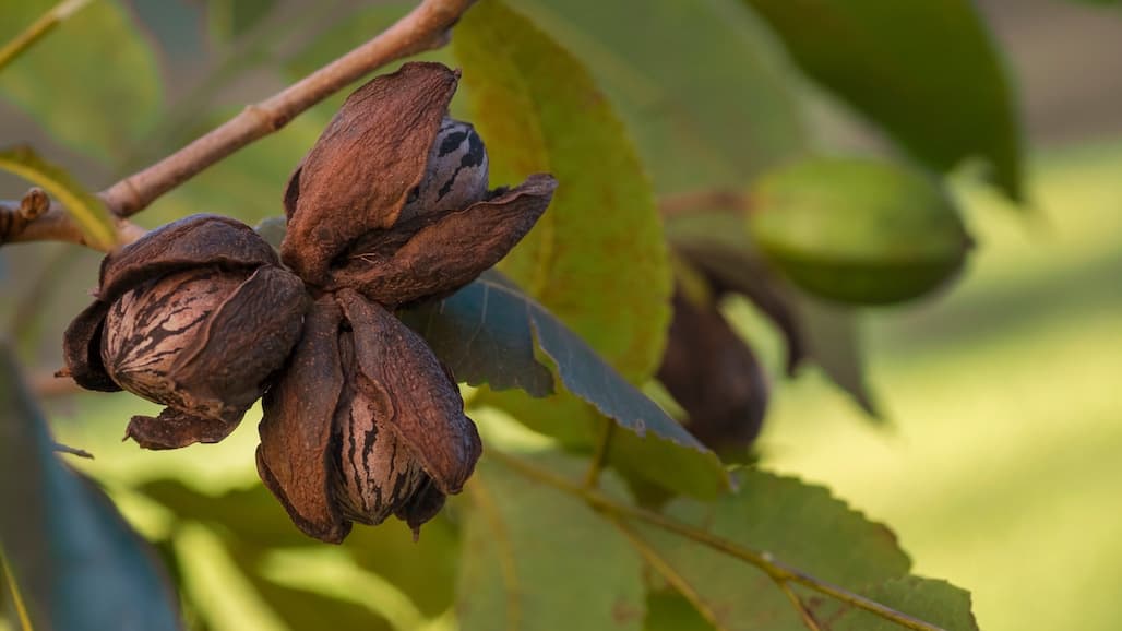Texas pecans Near Harvest in Challenging Season