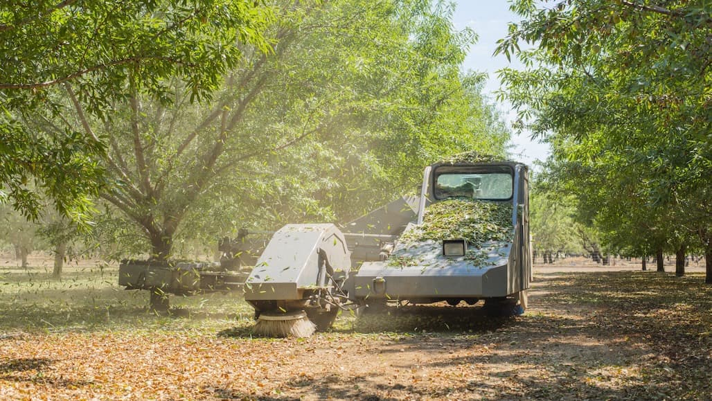 Blue Diamond Almond Crop Estimate Revised to 2.6B Pounds