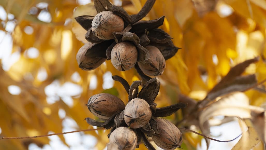 Pecans Shipped to China Must Pay Anti-Dumping Fees
