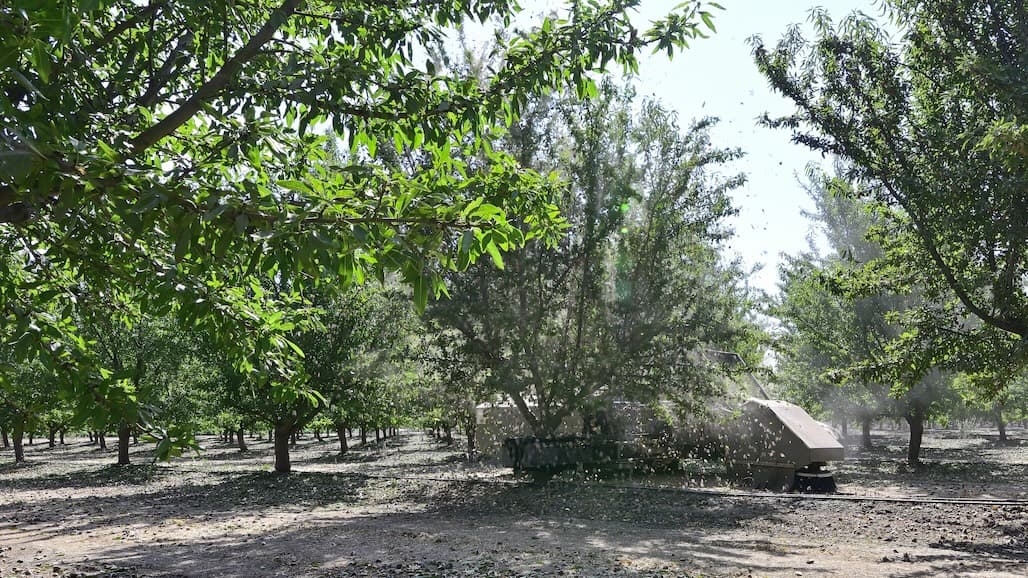 Almond Market Looks Strong Going Into 2027