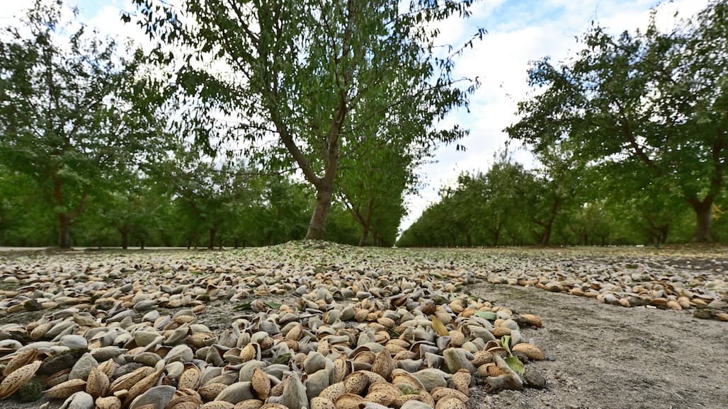 Fairer Weather Brings Better Harvesting Conditions for Almonds